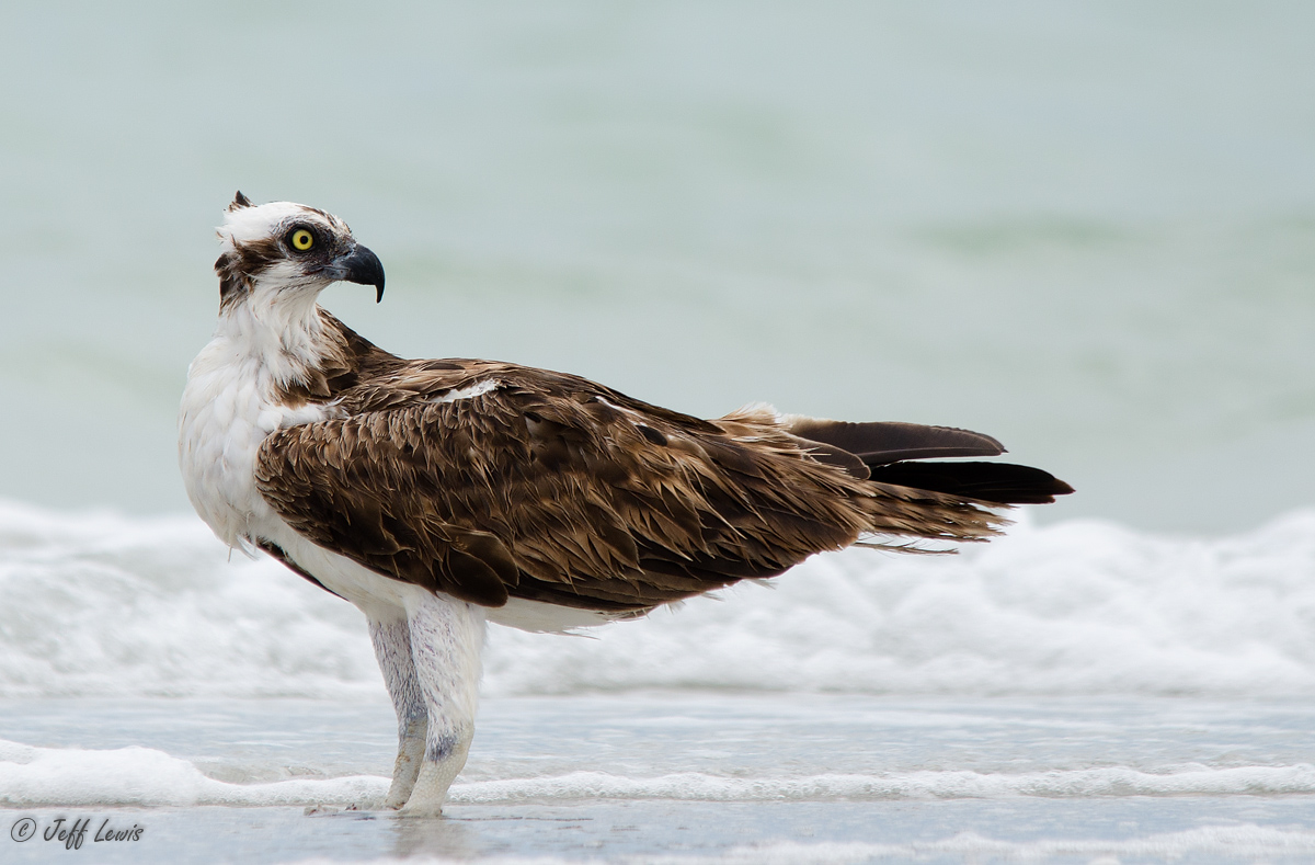 Osprey on the beach