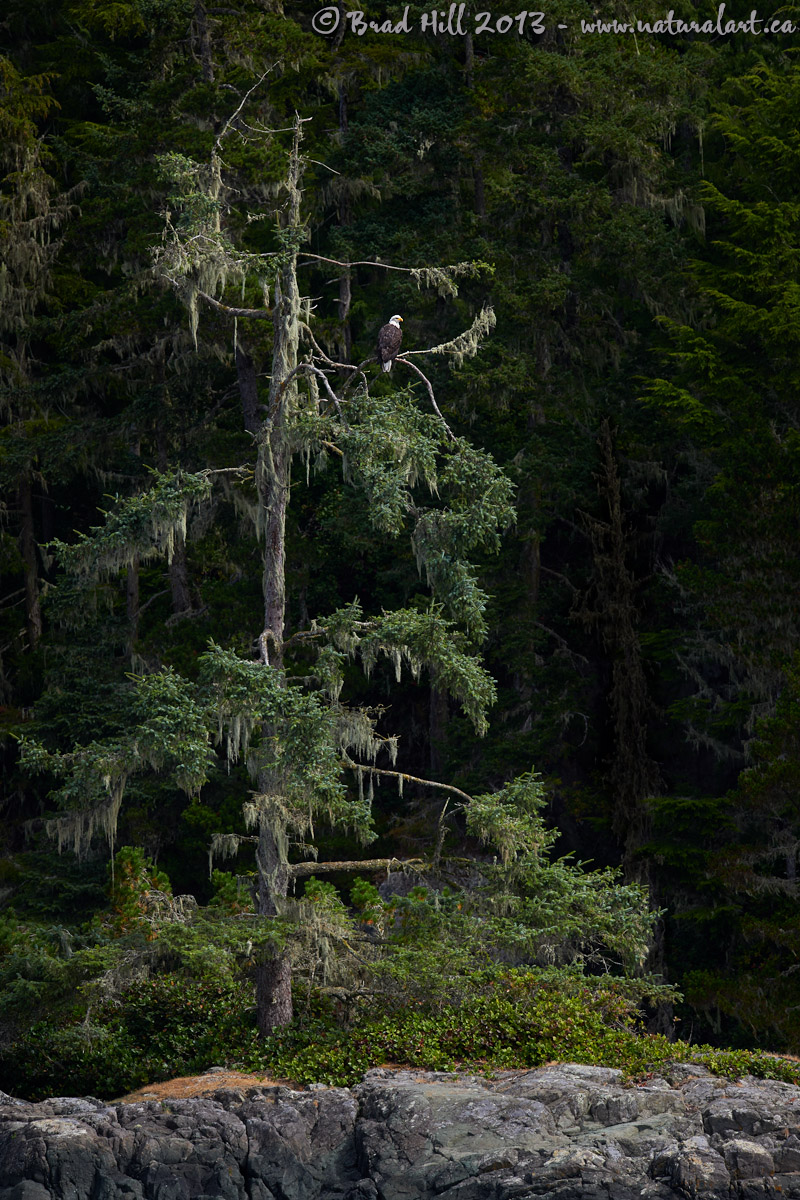 The Perch