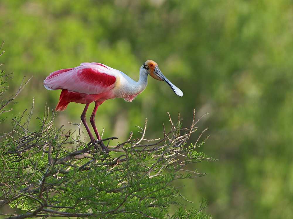 Roseate Spoonbill
