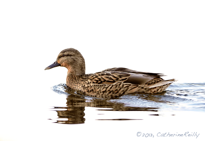 Mallard Hen