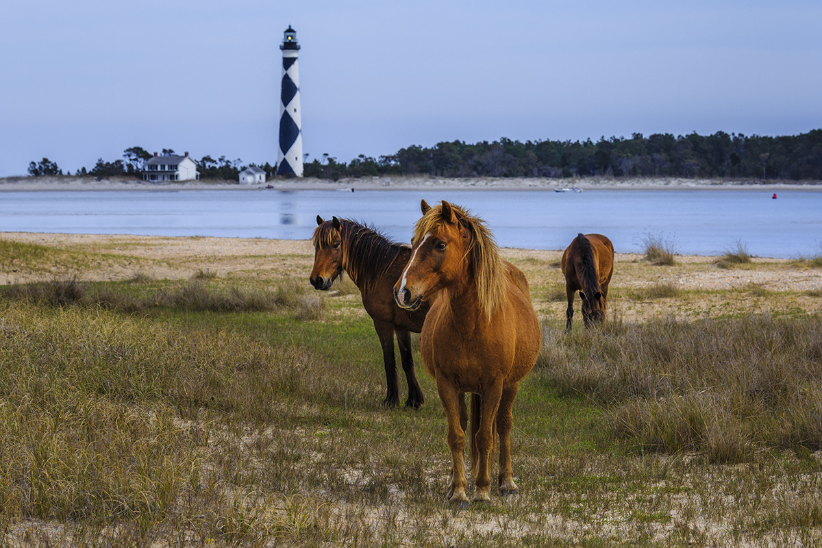 Cape Lookout Wild Horses