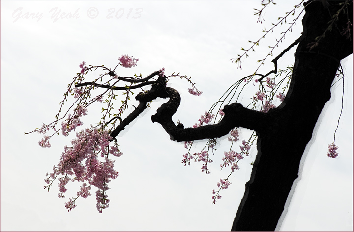 Sakura II + repost