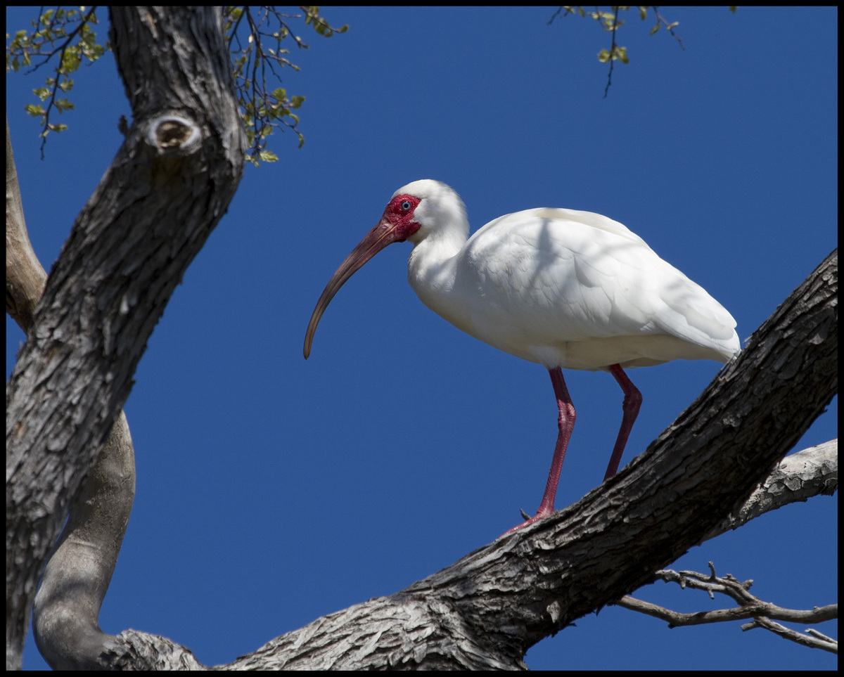 White Ibis