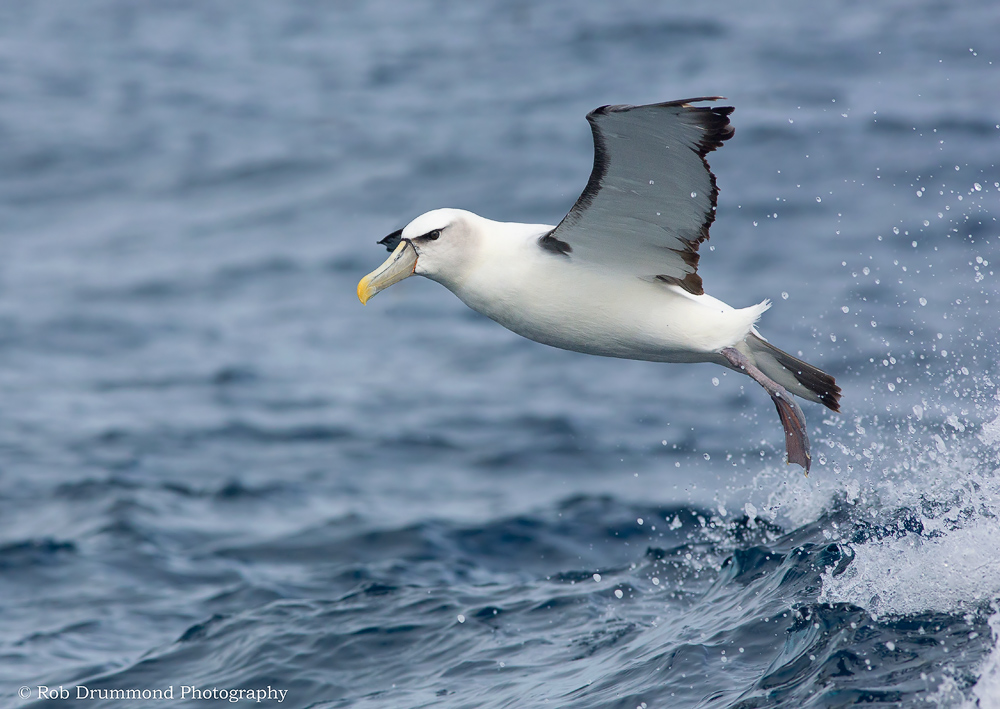 Shy Albatross
