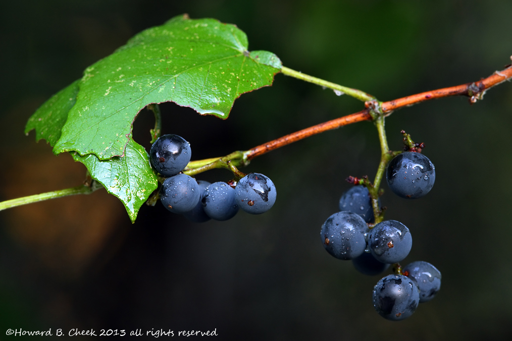 Mustang Grapes