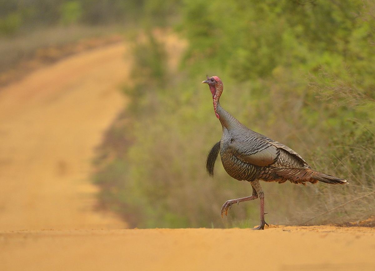 Florida gobbler
