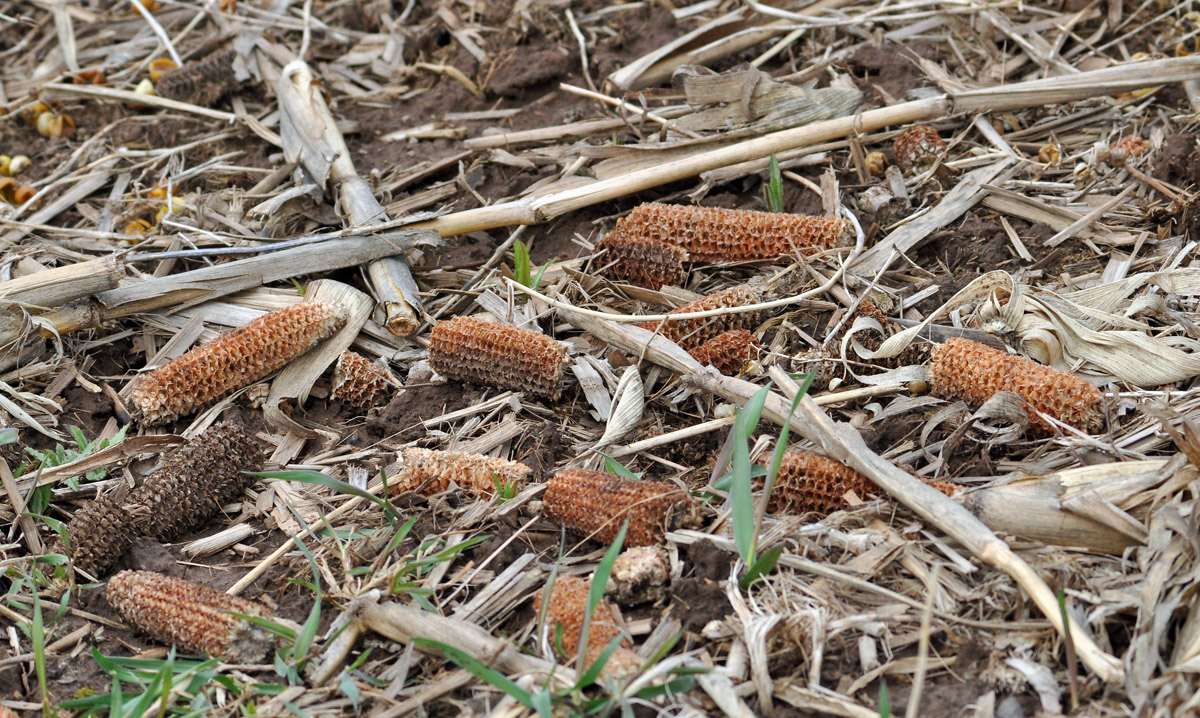 Cob Salad