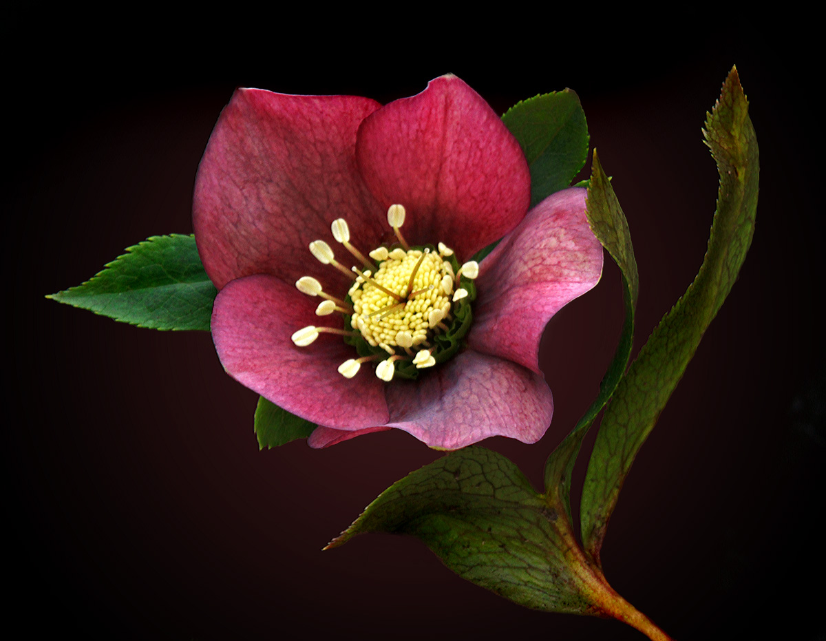 Lenten Rose