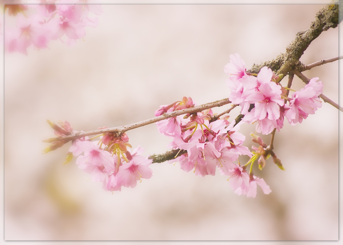 Cherry Branch