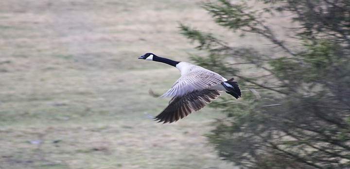 Flying Goose