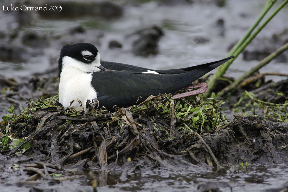 Nesting Stilt