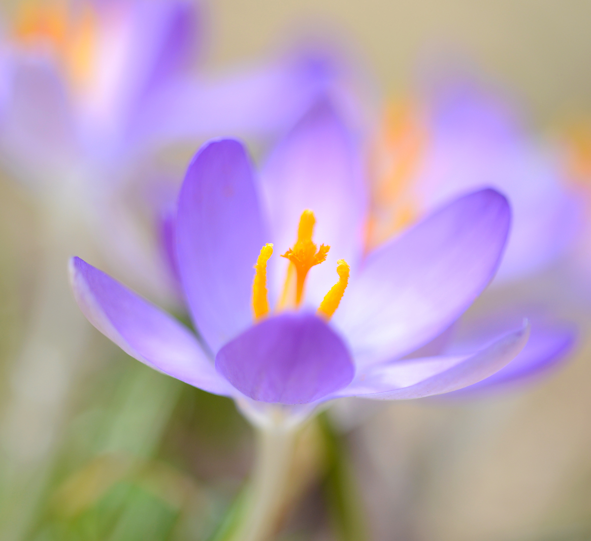 Crocus  close-up
