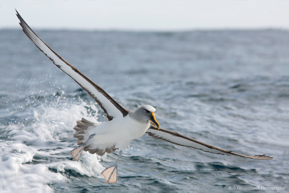 Bullers Albatross