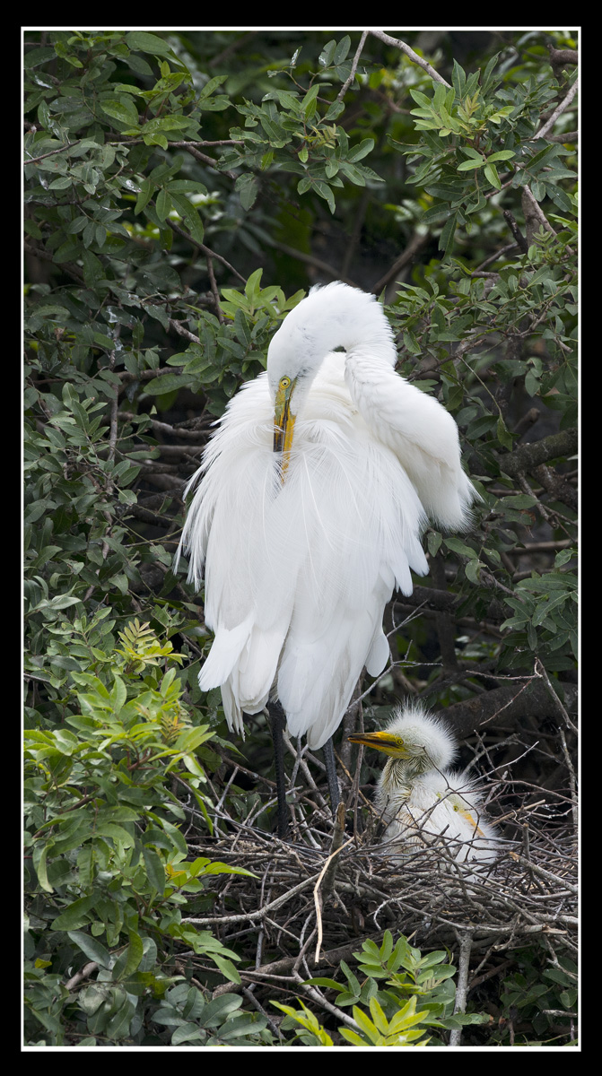 Great Egret  and Chicks