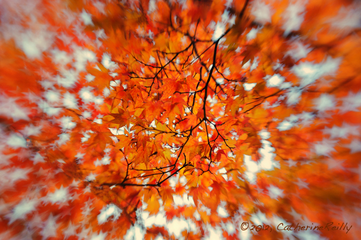 Autumn Reprise