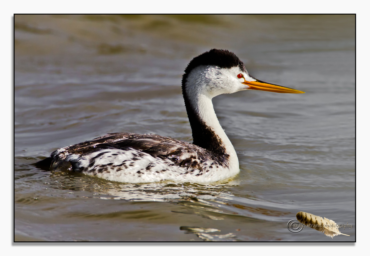 Clark's Grebe