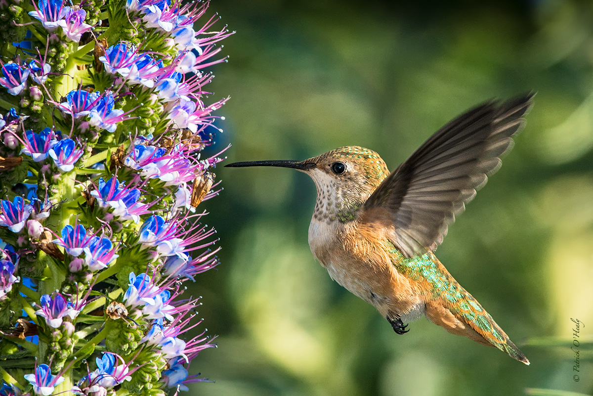 Rufous Hummingbird