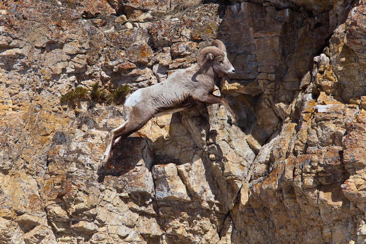 Big Horn Leap
