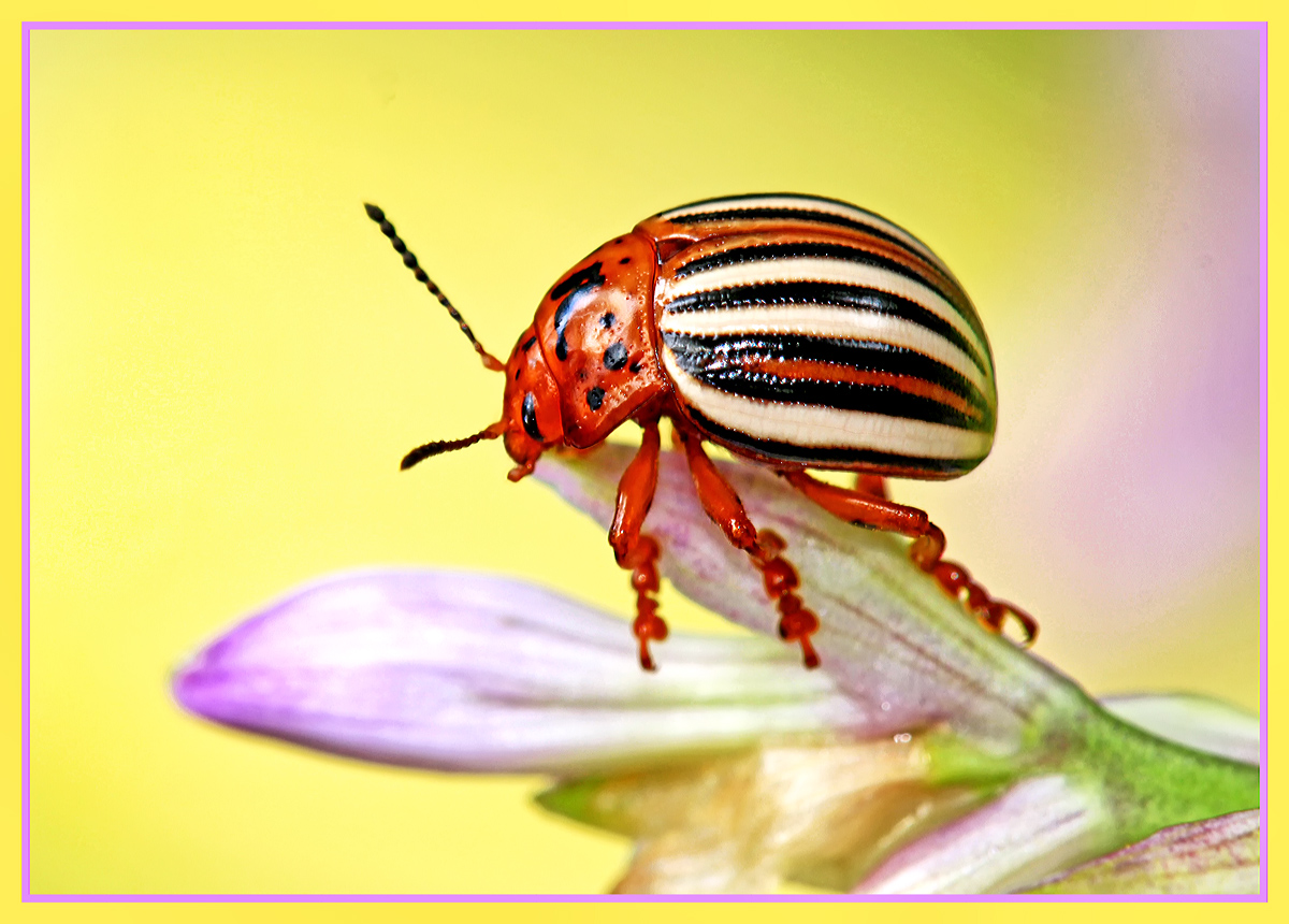 Potato Beetle