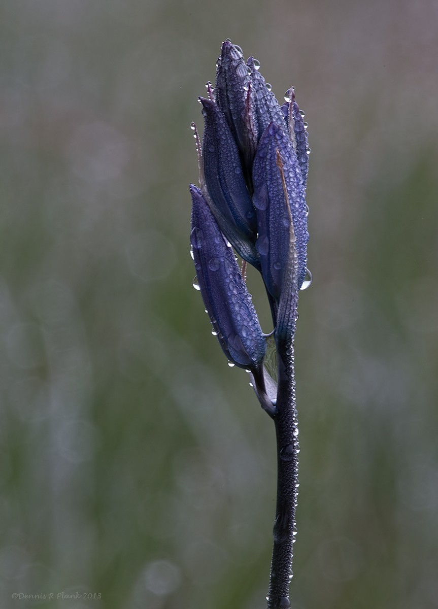 Camas Bud