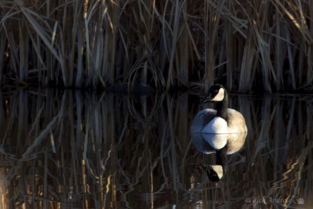 Morning Solitude
