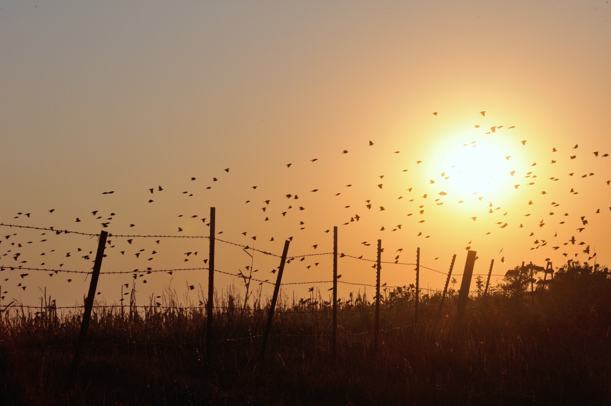 Prairie Sunrise