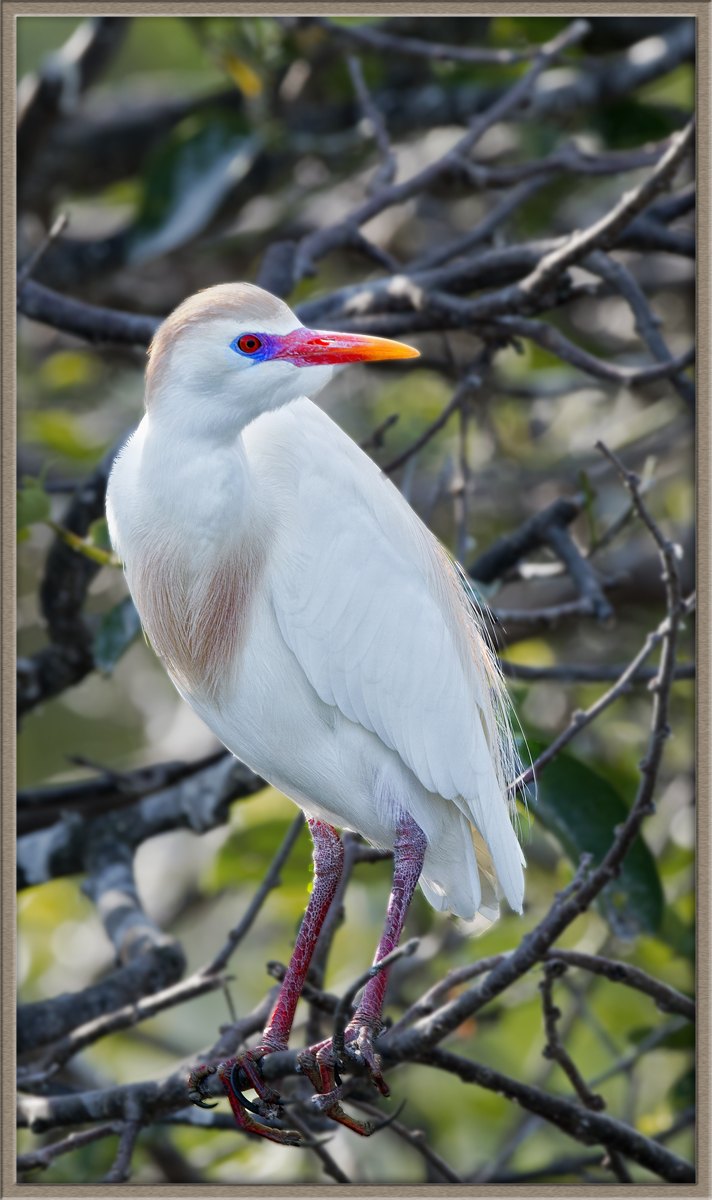 Cattle Egret