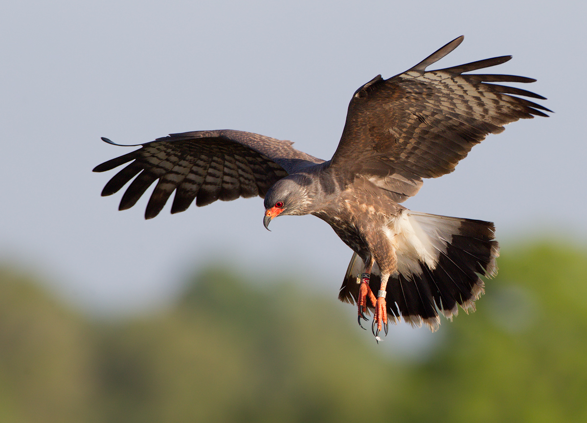 Snail kite