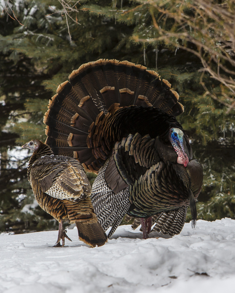 Talking turkey