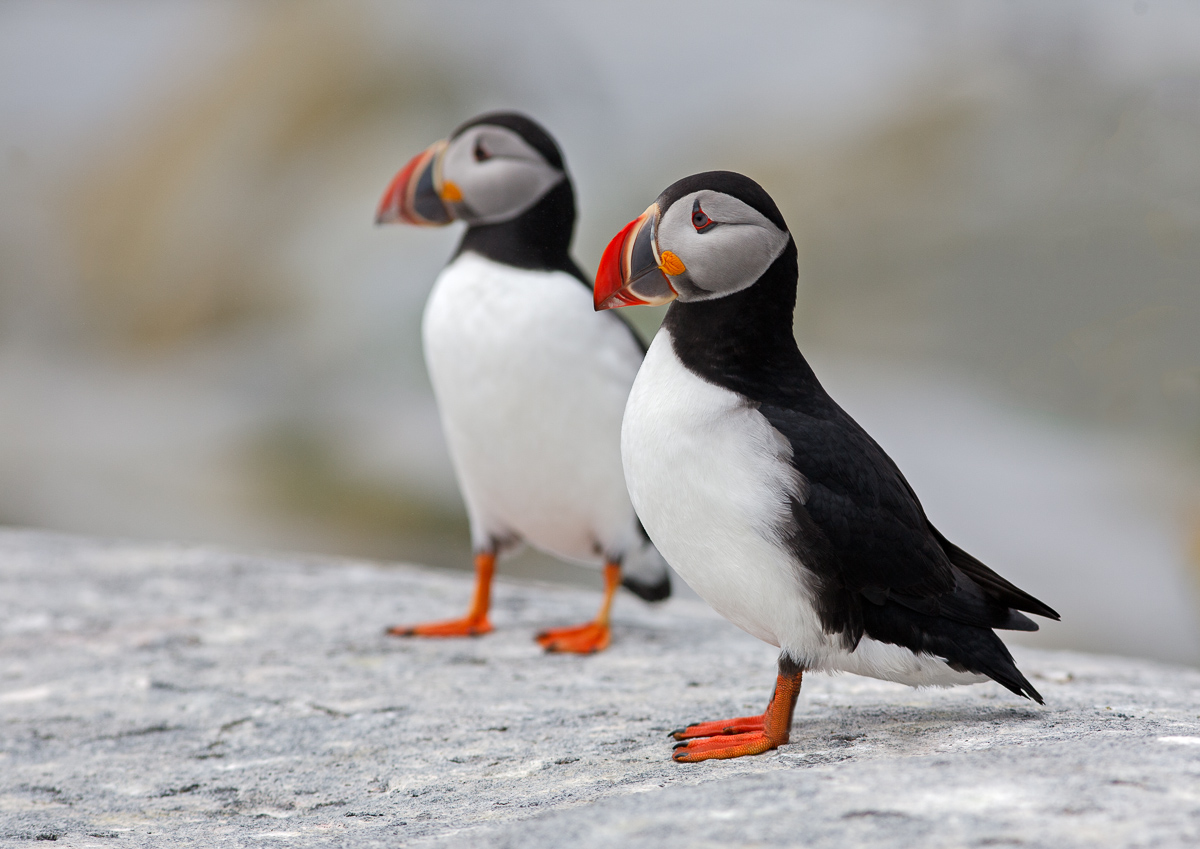 Juxtaposed Puffins