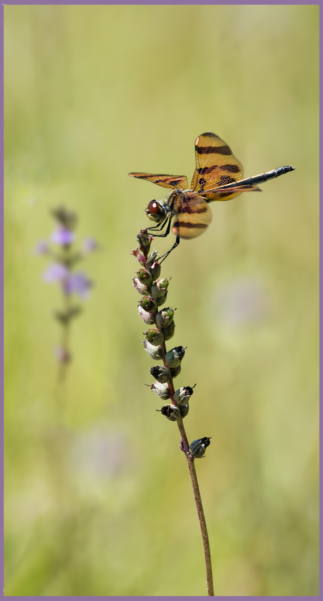 Halloween Pennant