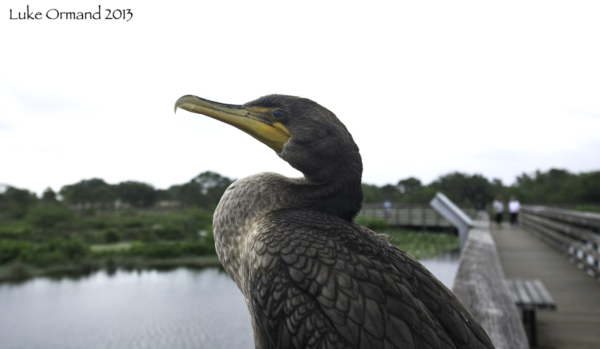 Neighborhood Cormorant