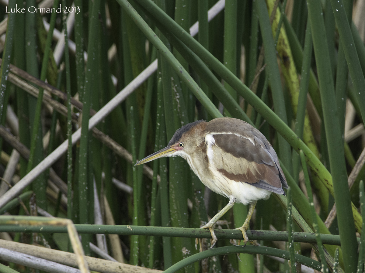 Least Bittern II