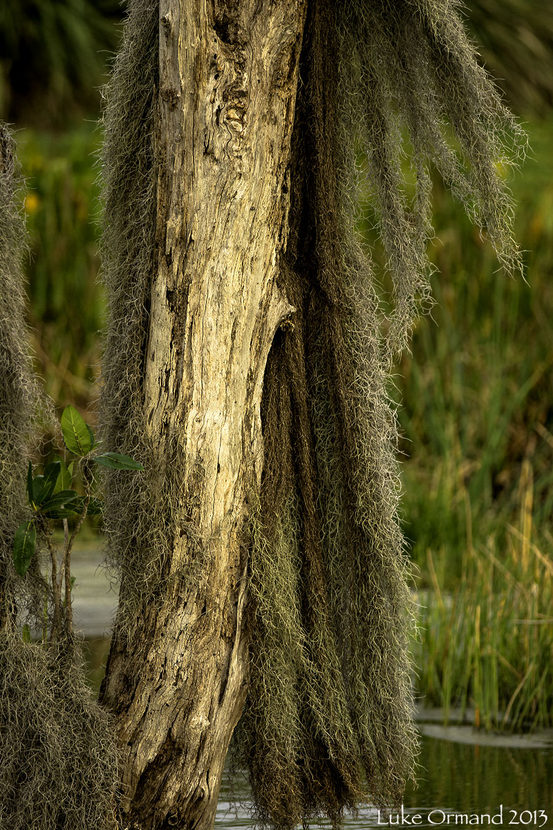Spanish Moss Skirt