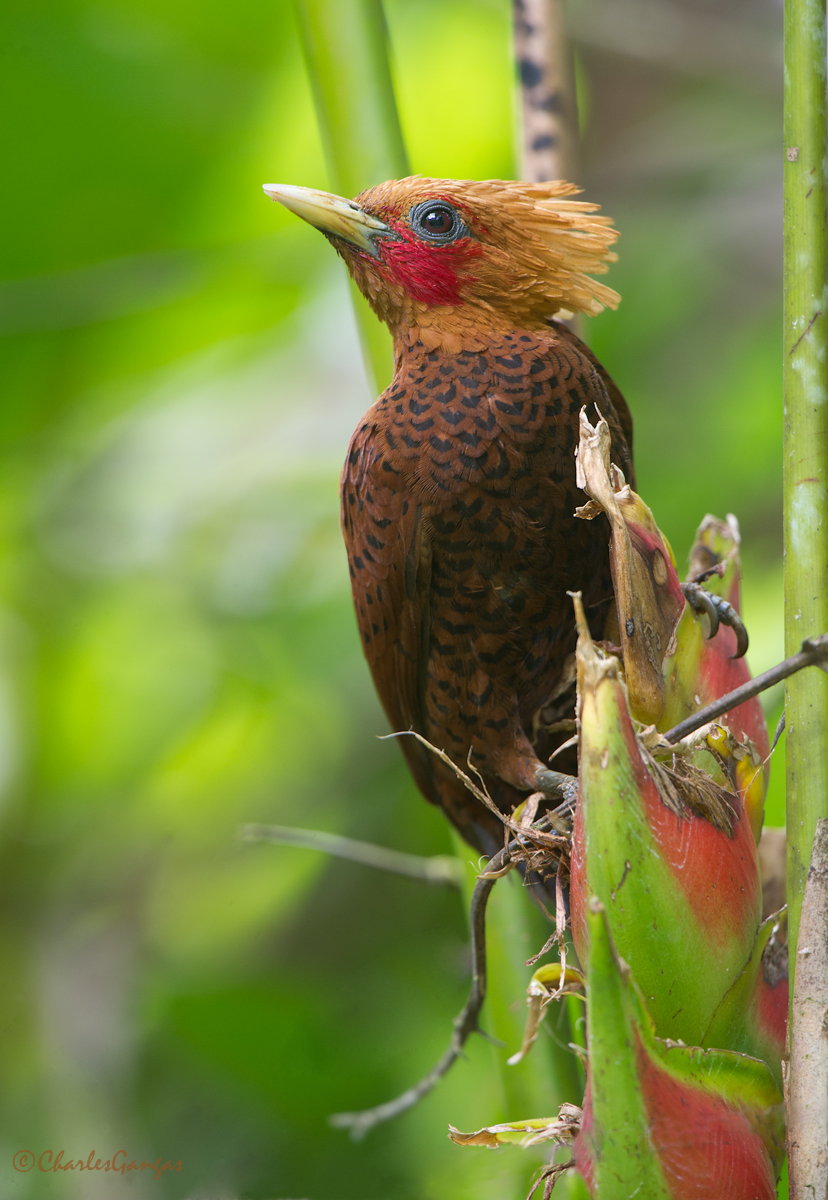 Chestnut-colored