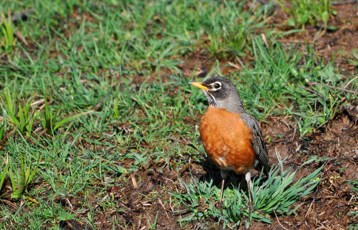 Robin Profile