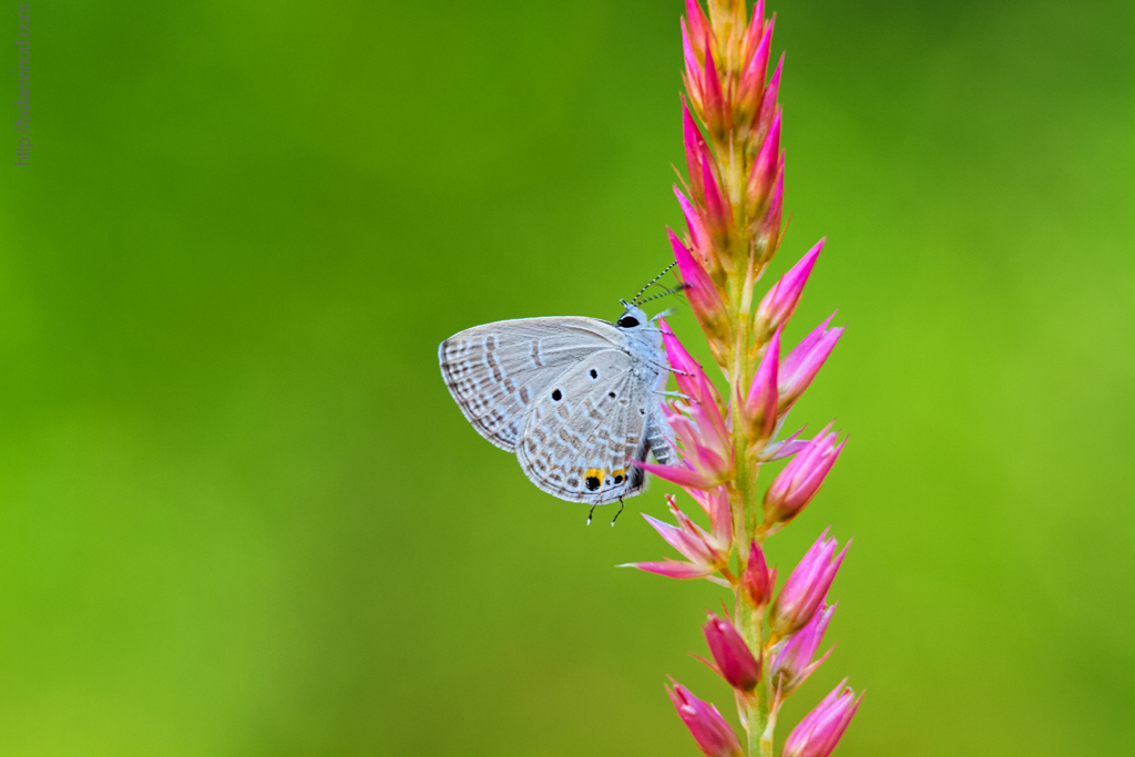 Pea Blue II