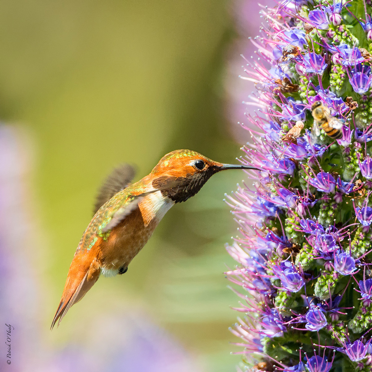 Another Rufous 