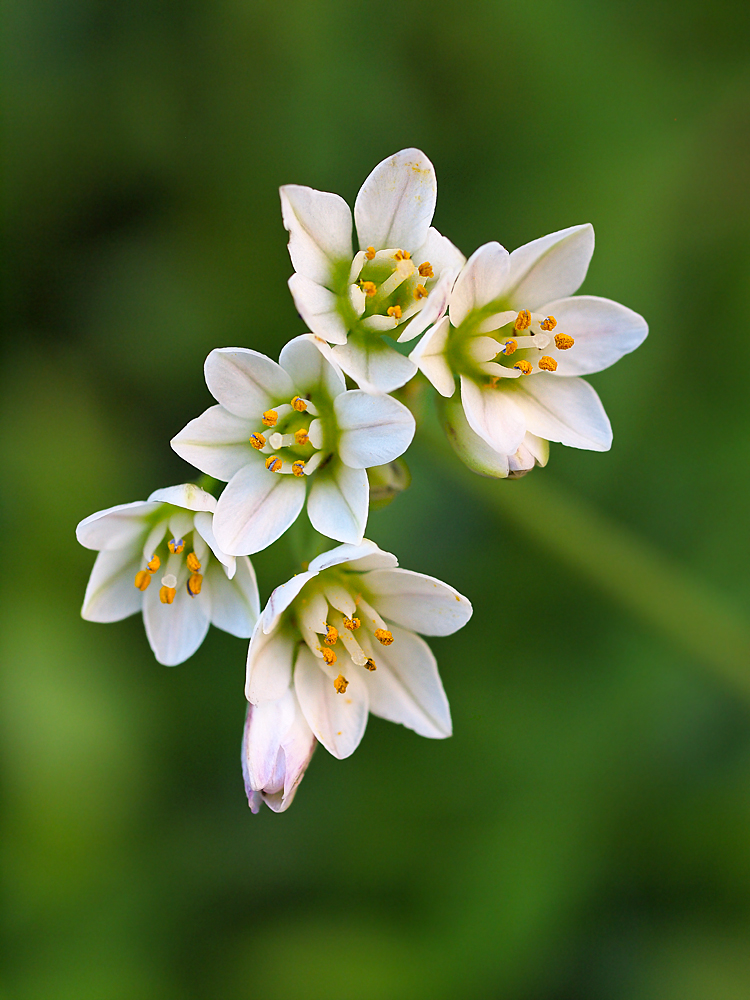 Sweet Smell of Spring