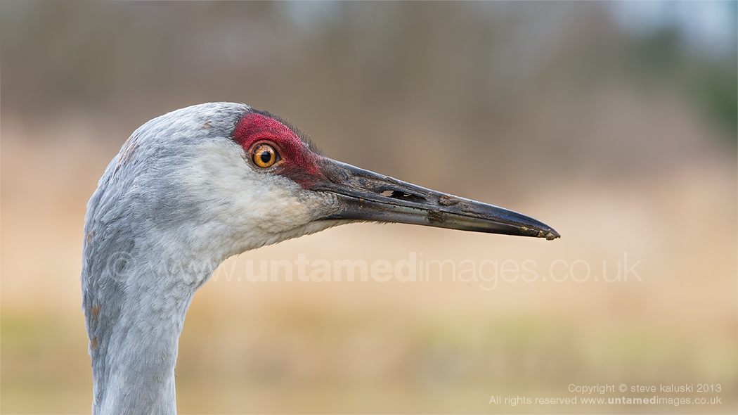 Sandhill crane