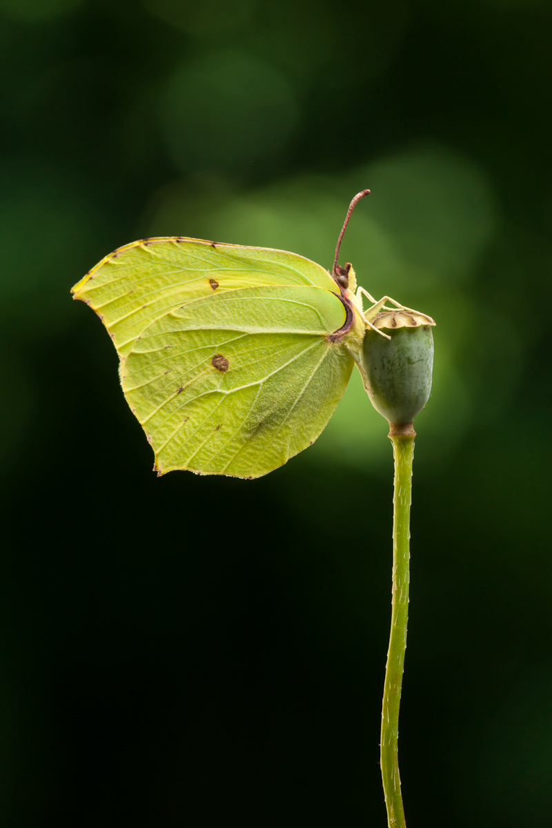 Common Brimstone