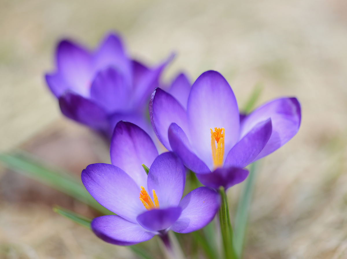 Crocus  series  #1 & repost