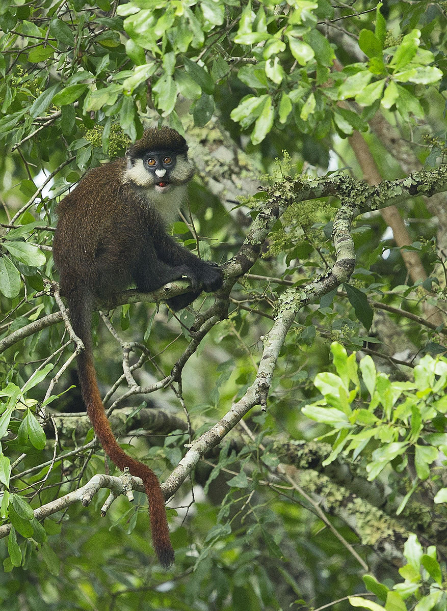 Red Tailed Monkey