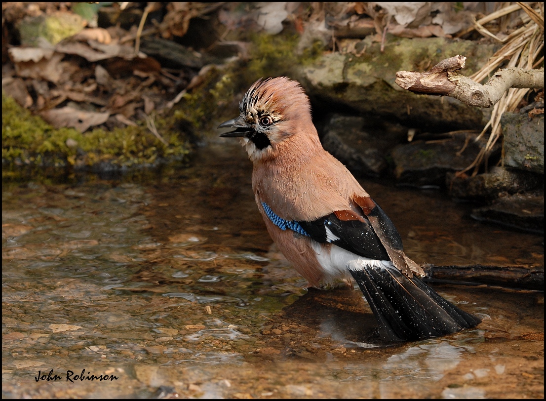 Wet Jay