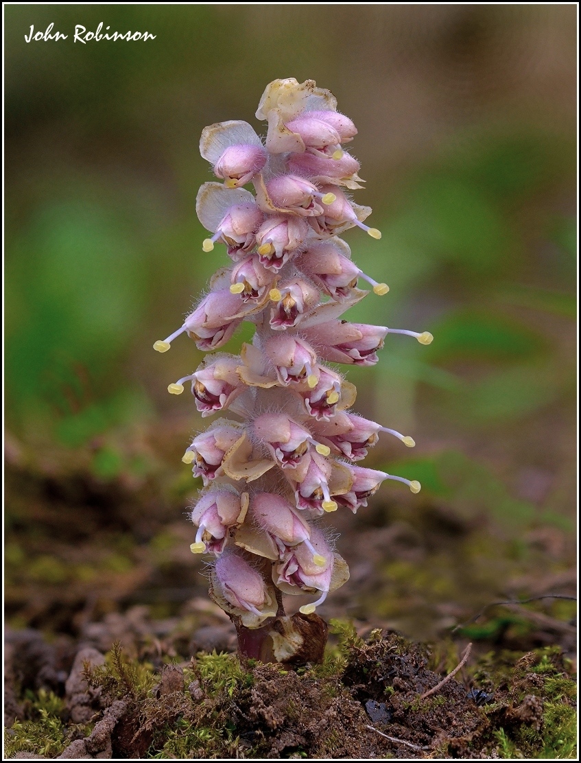 Toothwort (stacked) 