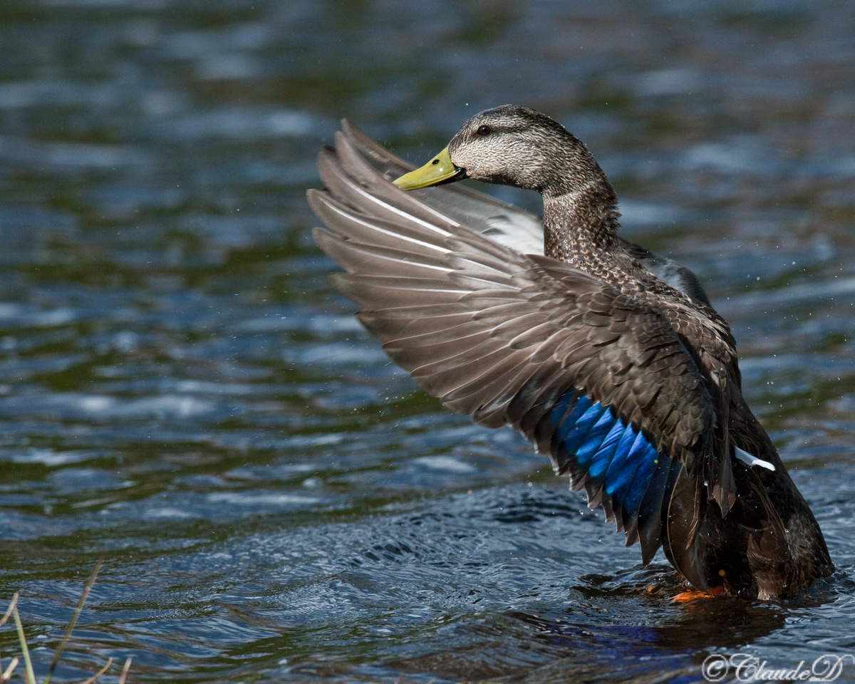 Black Duck