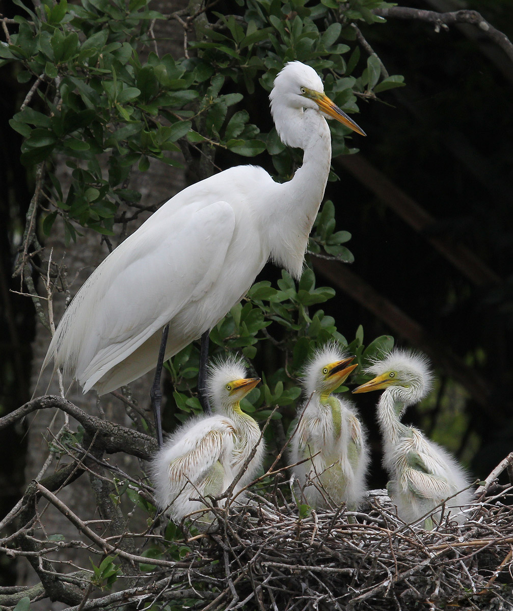 Great White Egret Nest