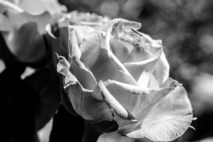 A Green Rose