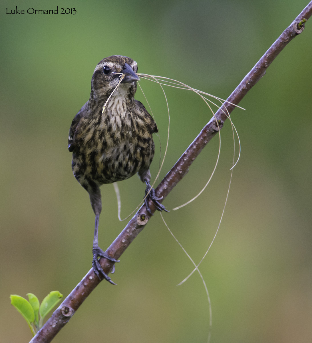 Nest Builder