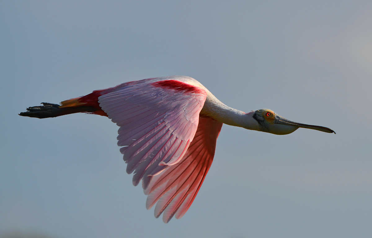 Roseate Spoonbill